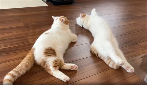 右側向いてるふたりのネコ