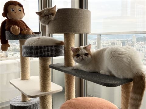 タワーで寝てる3匹