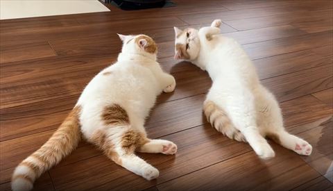 前回きなこ
