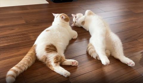 左の猫を見る右の猫