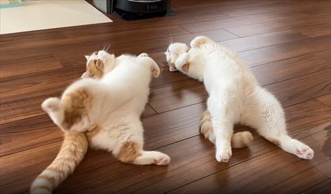 左の猫体を起こそうとする