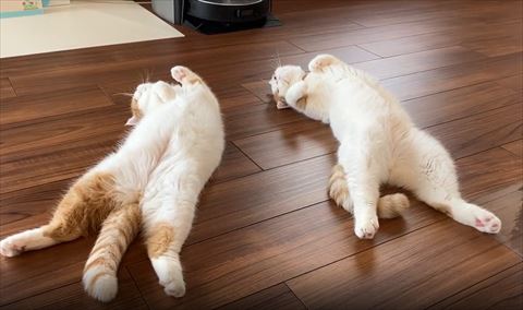 ふたりヘソ天の猫