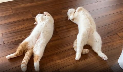 ヘソ天上からの猫