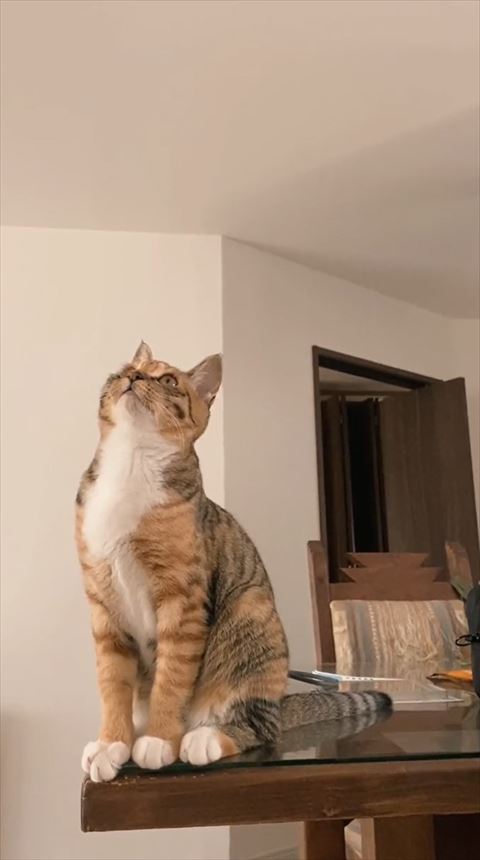お座りして上見てる猫