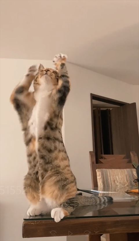 前後ずらしてあげてる猫