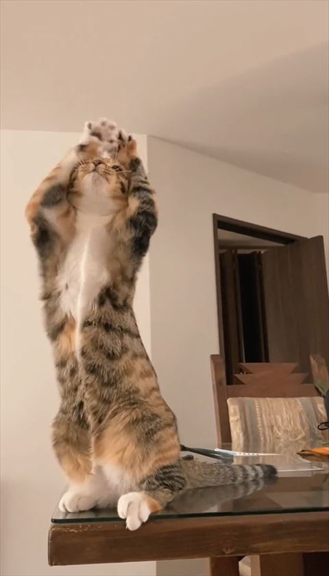 前足を目元に置く猫ちゃん