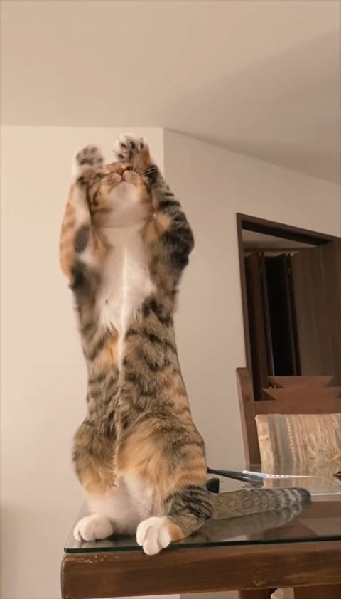 左側に首かしげる猫ちゃん