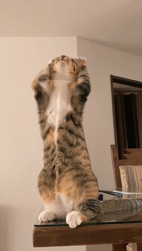 頭の後ろに前足ある猫