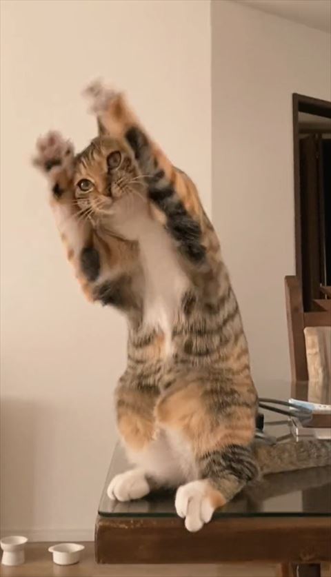 オタクダンスみたいな動く猫