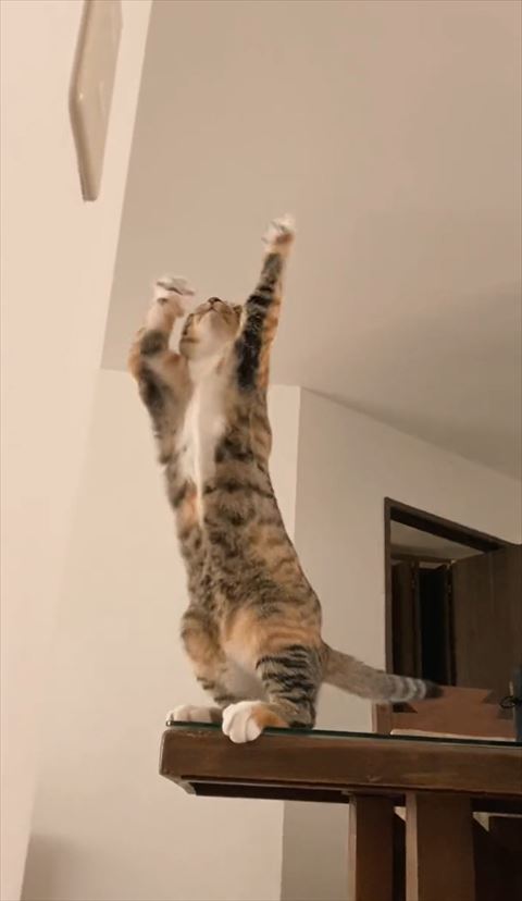 立ち上がる猫ちゃん下から