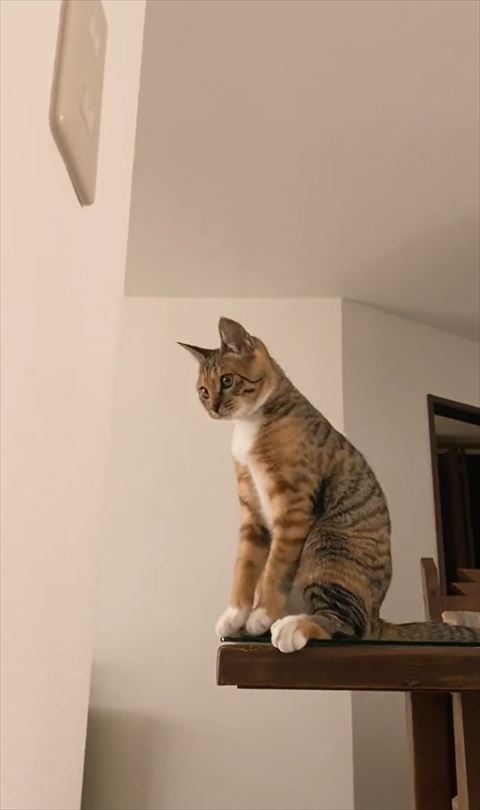 お座りして下見る猫ちゃん