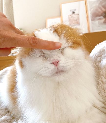 なでられるスコティッシュフォールド