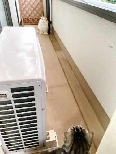 スコティッシュフォールド