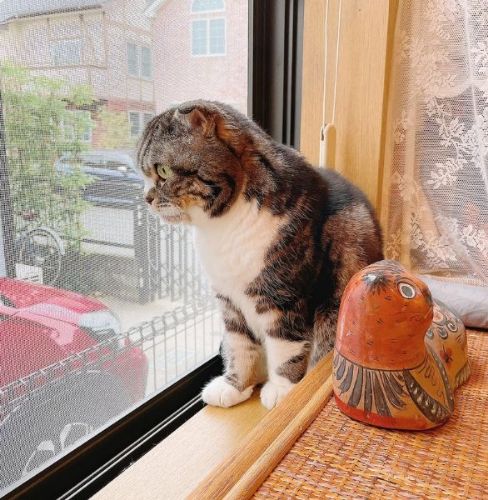 外を観察する猫