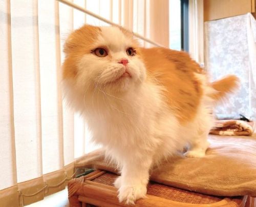 スコティッシュフォールドのアップ