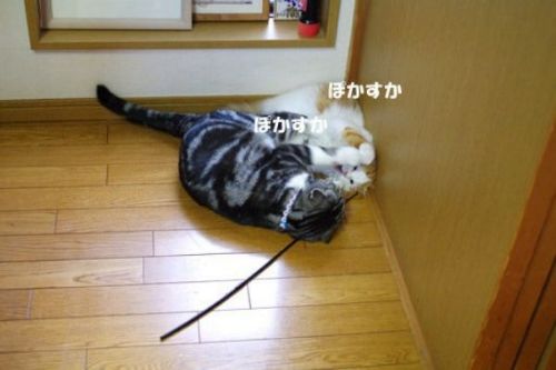 じゃれ合う猫2匹