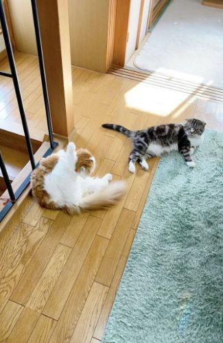 廊下でくつろぐ猫2匹