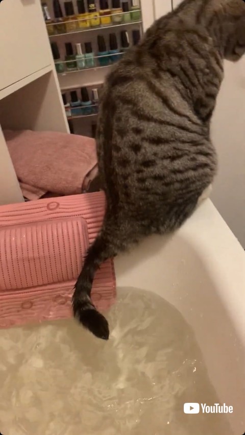 湯にしっぽをつける猫