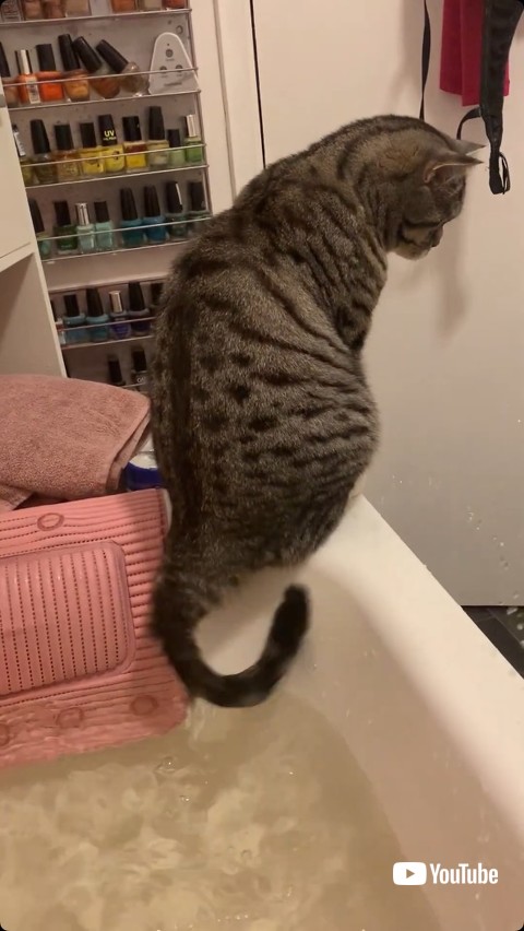 しっぽで湯を弾く猫