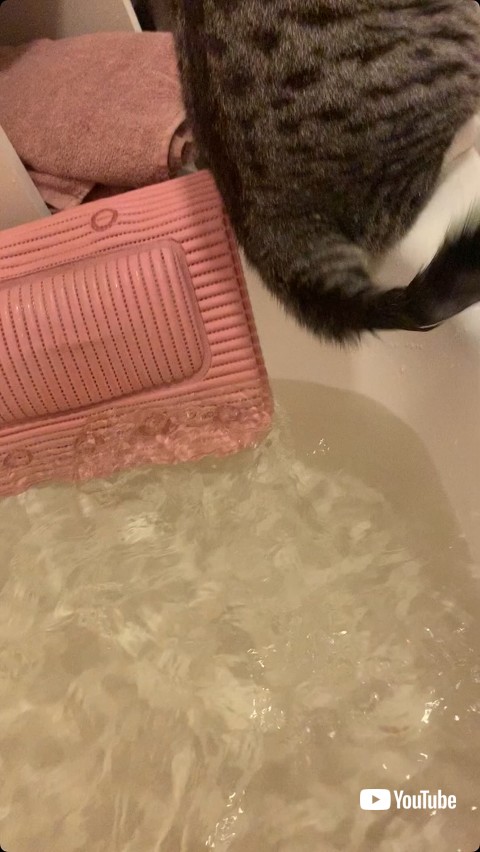 バスタブにたたずむ猫