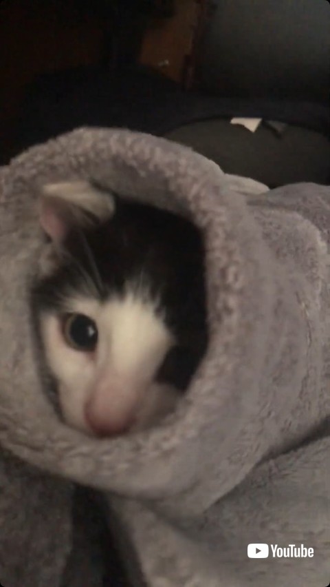 裾から顔をのぞかせる猫