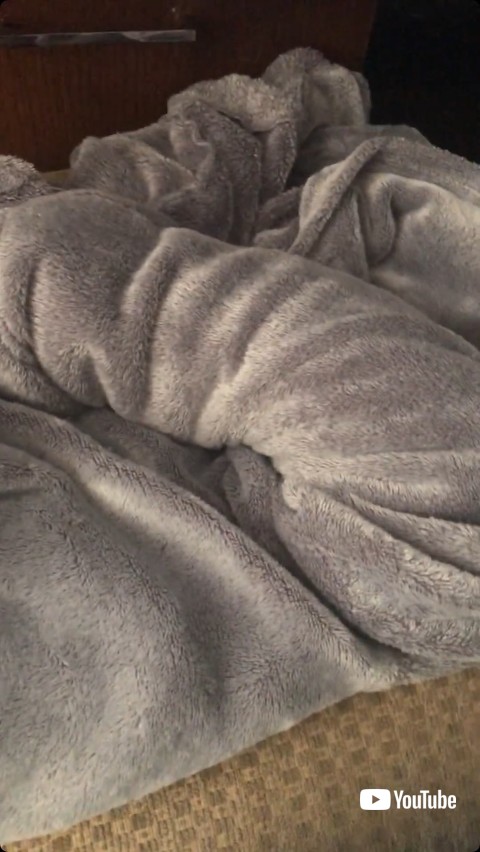 猫が入って盛り上がるセーター