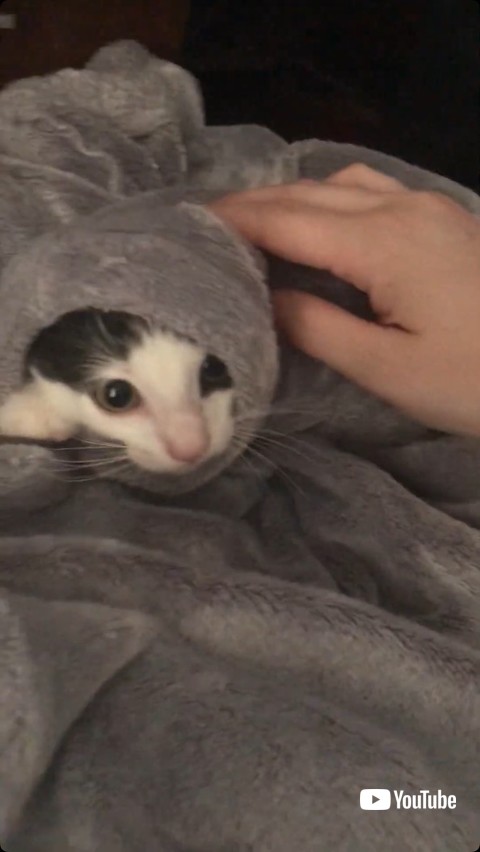 かわいい顔を見せる猫