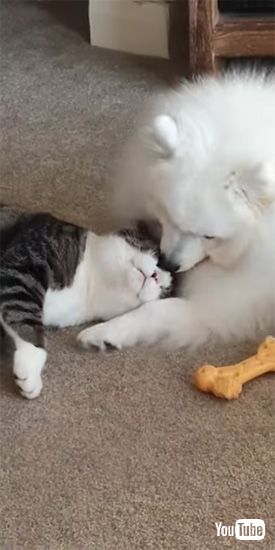 イチャつき始めるワンコとニャンコ