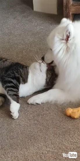 ペロペロがとまらないワンコ