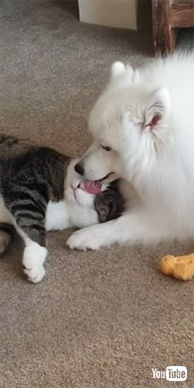 舌を大きく出すワンコ