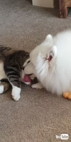 舐め尽くされるニャンコ