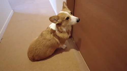 猫部屋から動かない