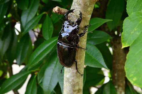 タランドゥスオオツヤクワガタ