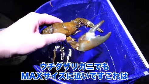 ウチダザリガニ