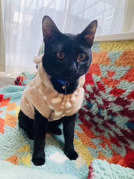 里子に行った猫