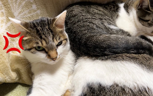 下敷きにされておこな猫