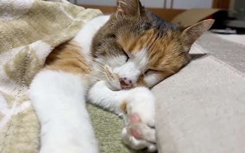 コタツで寝るミー子