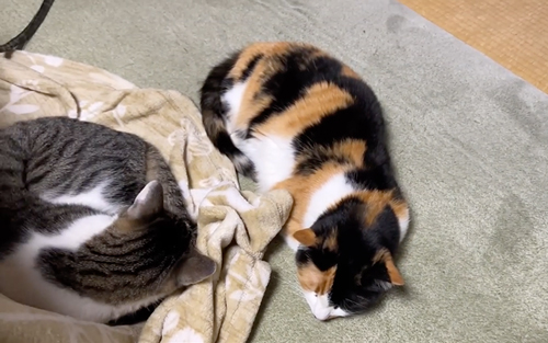 コタツが大好きな猫たち