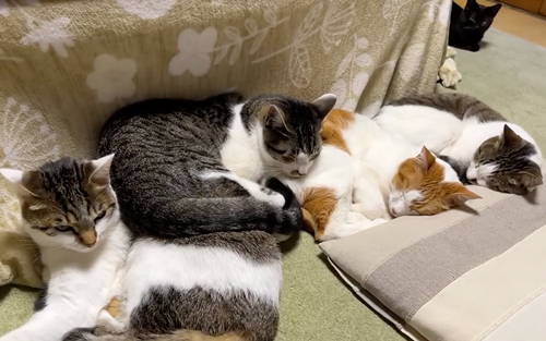 ぎゅうぎゅうな猫