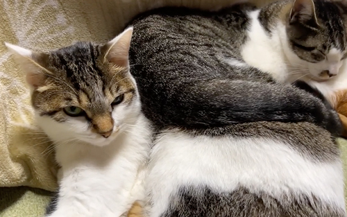 下敷きにされておこな猫