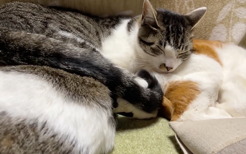 気持ちよさそうな猫