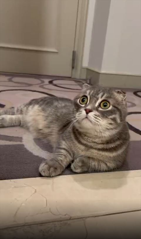 まどろむ猫ちゃん