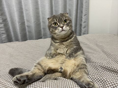 人間のように座る猫