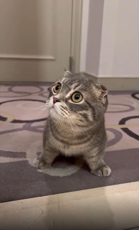 仁王立ちでのぞきこむ猫ちゃん