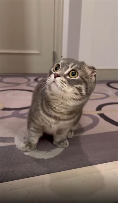 引き気味仁王立ち