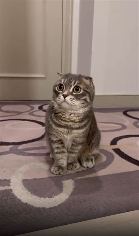 お座りして見上げる