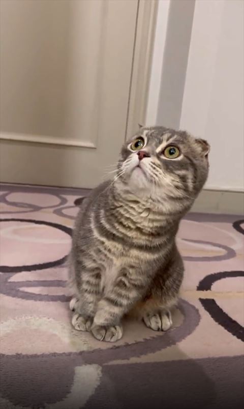 おすわりしてのぞく猫