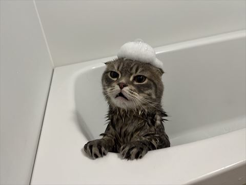 頭に泡のせてる猫ちゃん