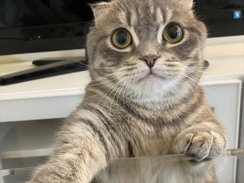 猫ちゃんアップ