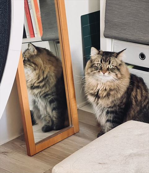 鏡の前で飼い主見てる猫